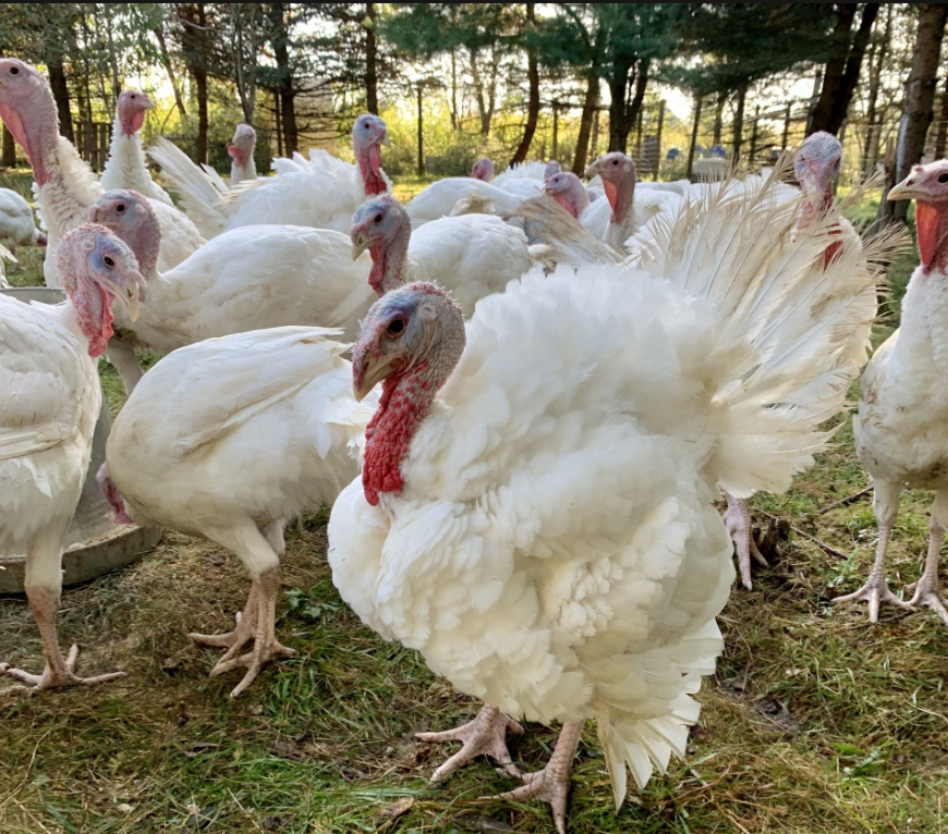 Thanksgiving Turkey Deposit